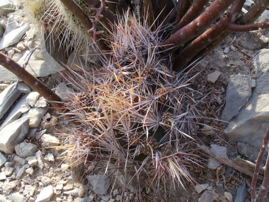 DSCF8543 PT 290 T. bicolor pottsii f. monstrosa, Boquillas de las Perlas