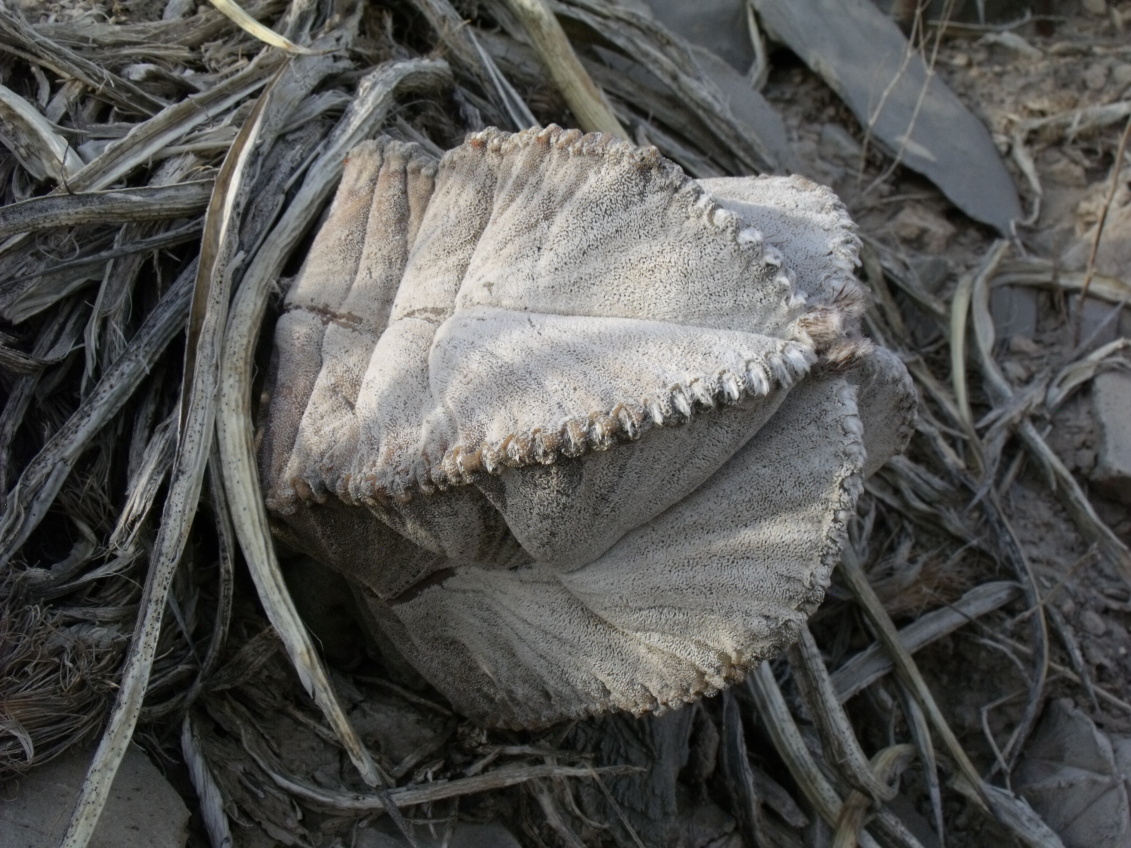 DSCF8550 PT 289 A. coahuilense, Boquillas de las Perlas