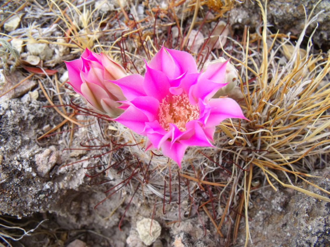 DSCF8625 M. longiflora, Coneto Pas, Dur