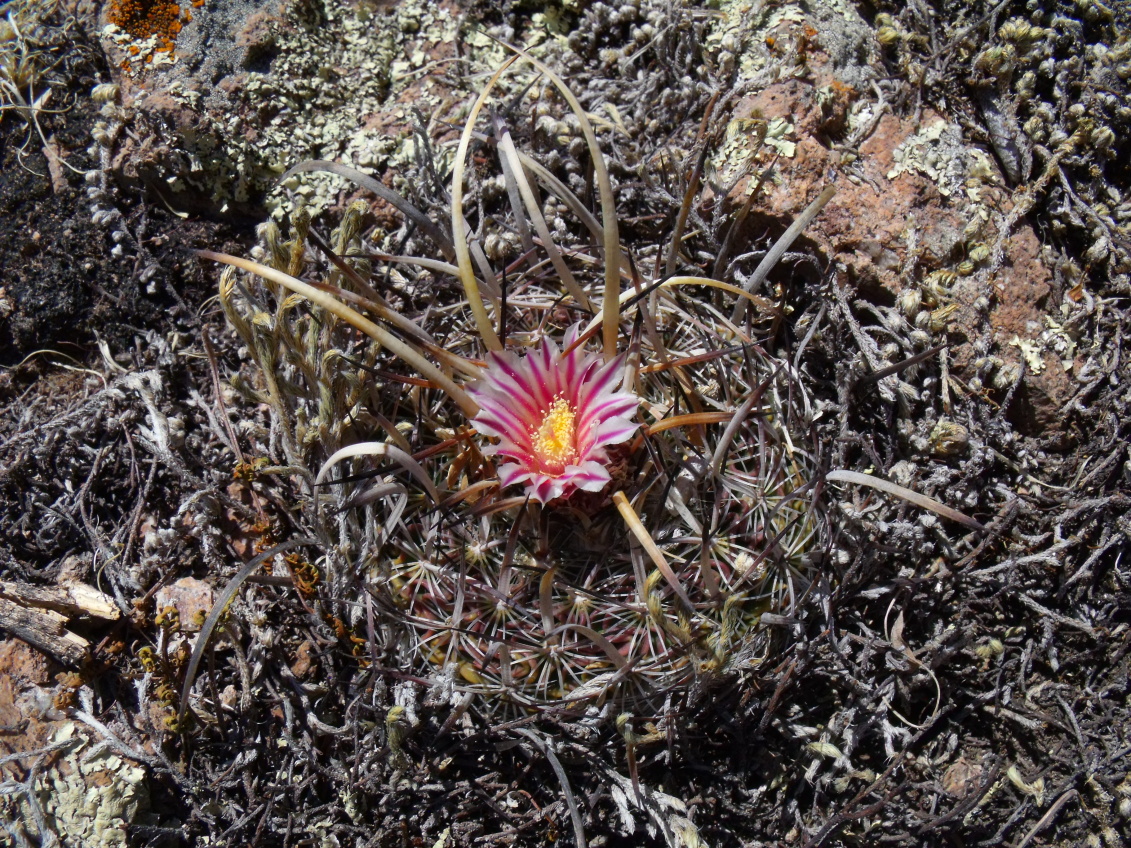 DSCF8744 PT 294 Stenocactus lloydii, Guatimape, DUR