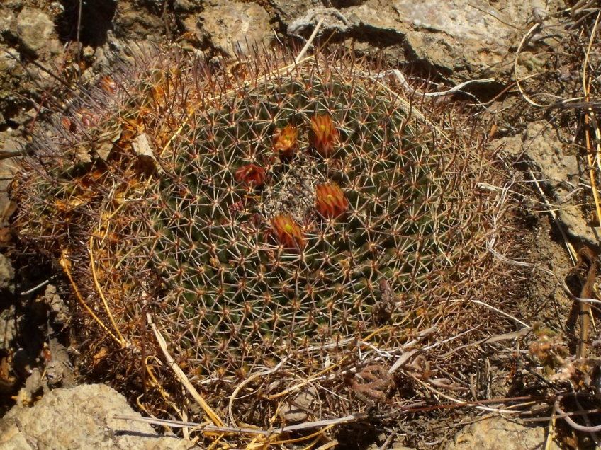 DSCF8819 Mammillaria spec.