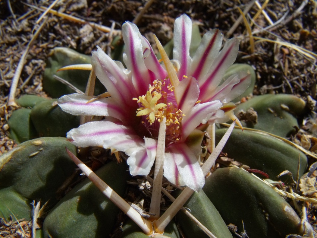 DSCF8875 PT 123 Stenocactus coptonogonus, Sierra Chapultepec, detail