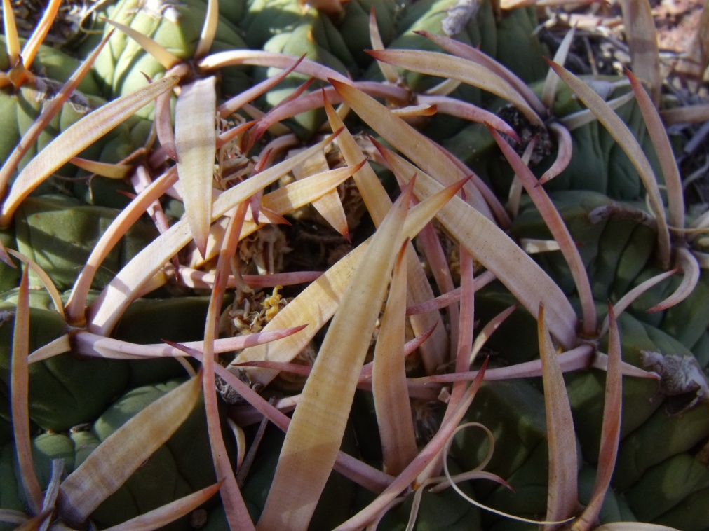 DSCF8925 PT 123 Stenocactus coptonogonus, Sierra Chapultepec