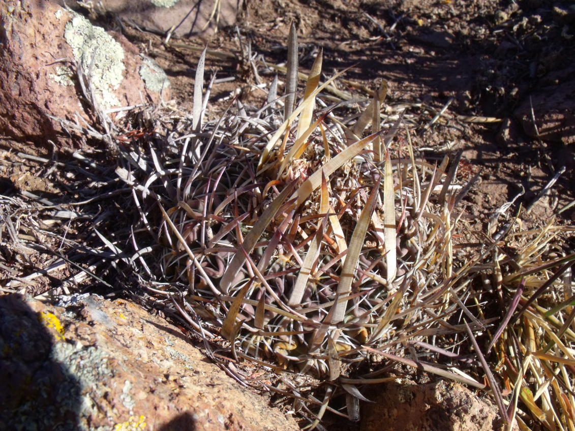 DSCF8936 PT 127 Stenocactus zacatecasensis, km 47 Valparaíso