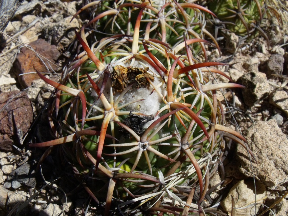 DSCF8982 PT 129 C. tripugionacantha, San Juan Capistrano, ZAC