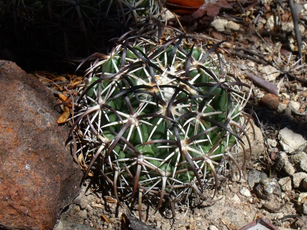 DSCF8988 PT 129 C. tripugionacantha, San Juan Capistrano, ZAC