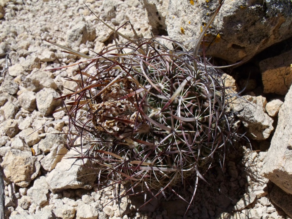 DSCF8994 PT 131 Stenocactus spec. Nogalitos, ZAC