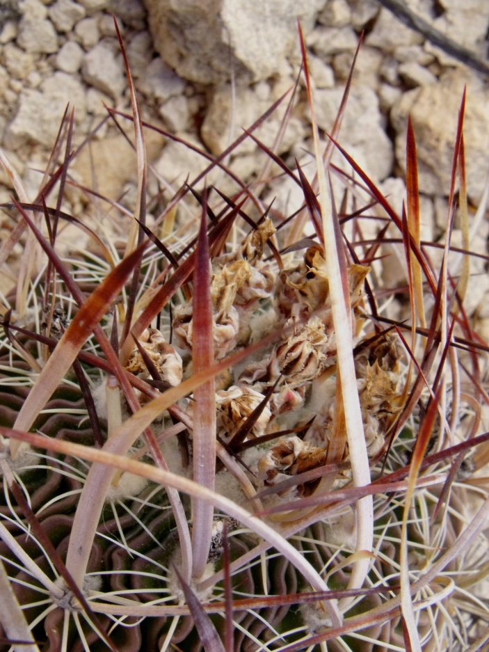 DSCF9001 PT 131 Stenocactus spec. Nogalitos, ZAC