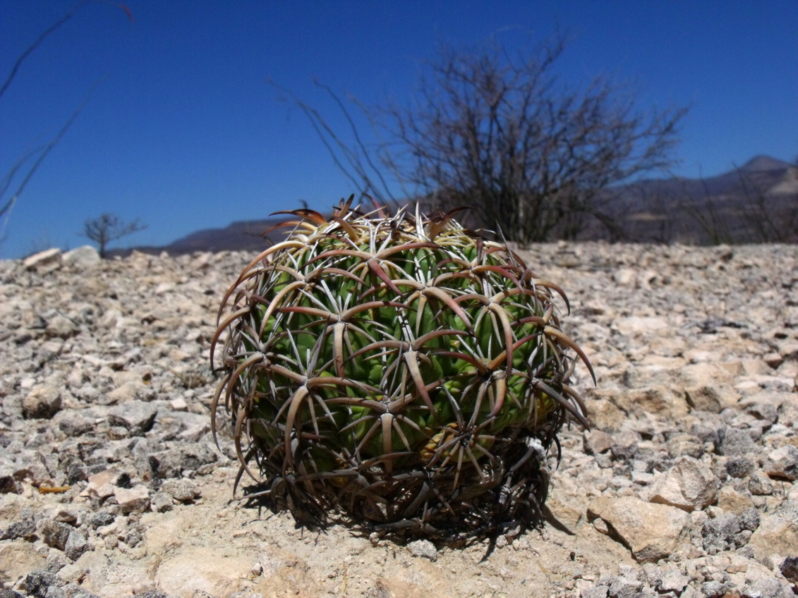 DSCF9055 PT 132 C. tripugionacantha