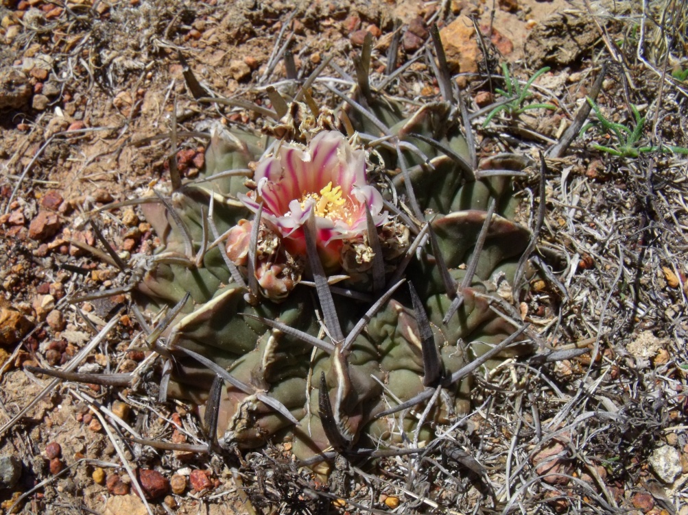 DSCF9161 PT 300 Stenocactus coptonogonus, Cerro Blanco, SLP