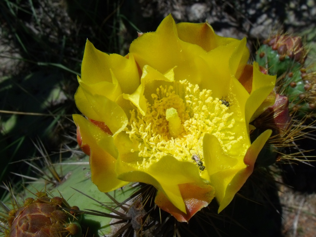 DSCF9163 Opuntia spec. Cerro Blanco