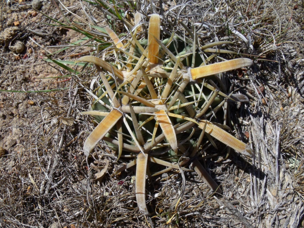 DSCF9180 F. latispinus, Cerro Blanco