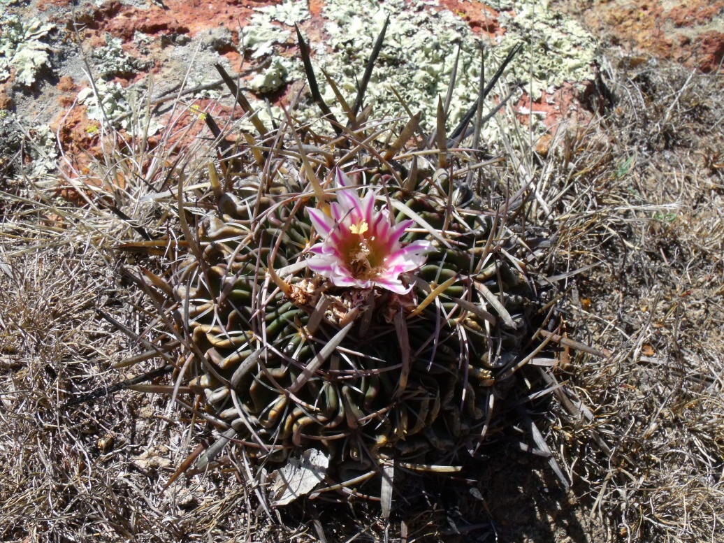 DSCF9183 PT 301 Stenocactus crispatus, Cerro Blanco, SLP