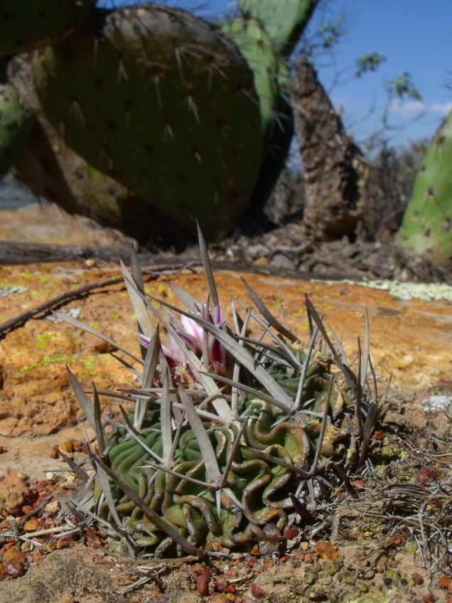 DSCF9196 PT 301 Stenocactus crispatus, Cerro Blanco, SLP