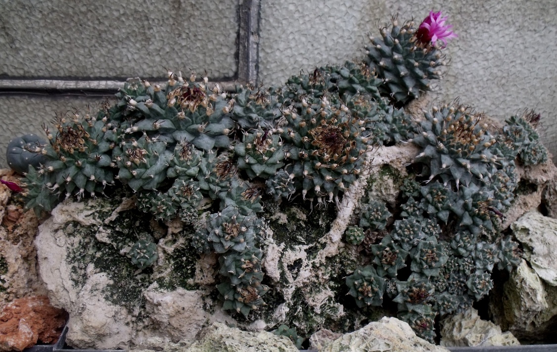 DSCF1057