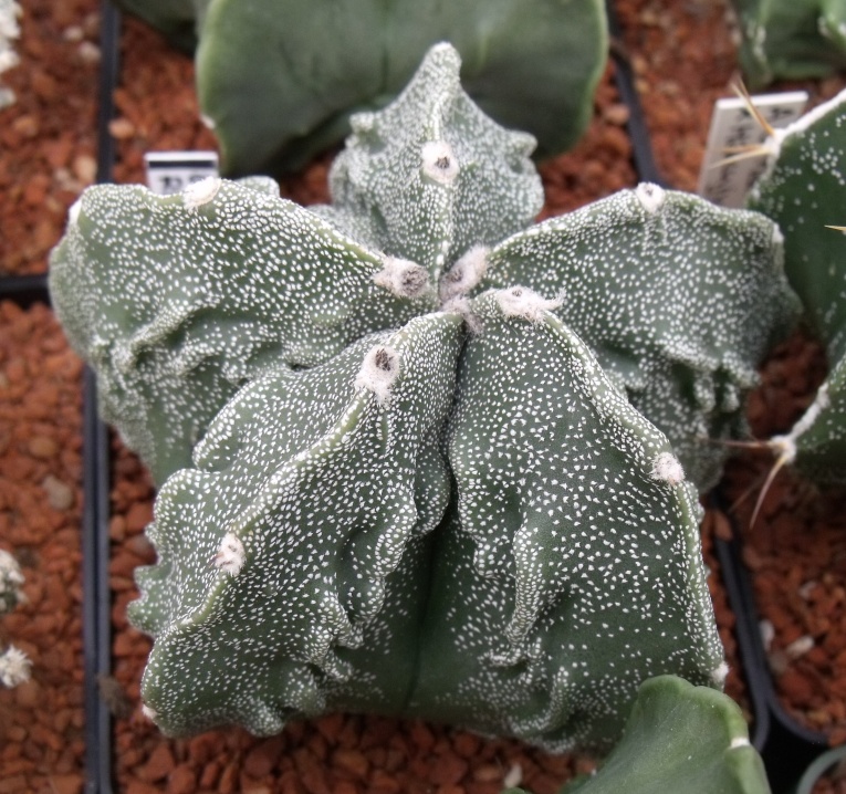 DSCF1161