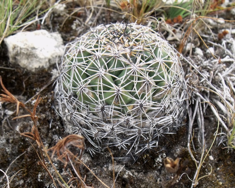 Coryphantha pallida, Tecomachalco, PUE