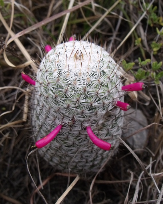 Mammillaria haageana, Tecomachalco, PUE, PT 400