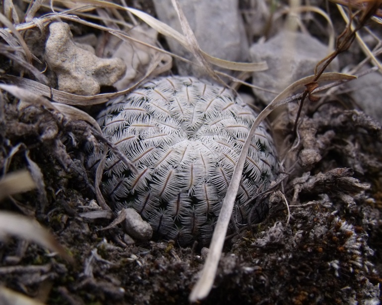 Mammilaria (Solisia) pectinifera, Tecomachalco, PUE