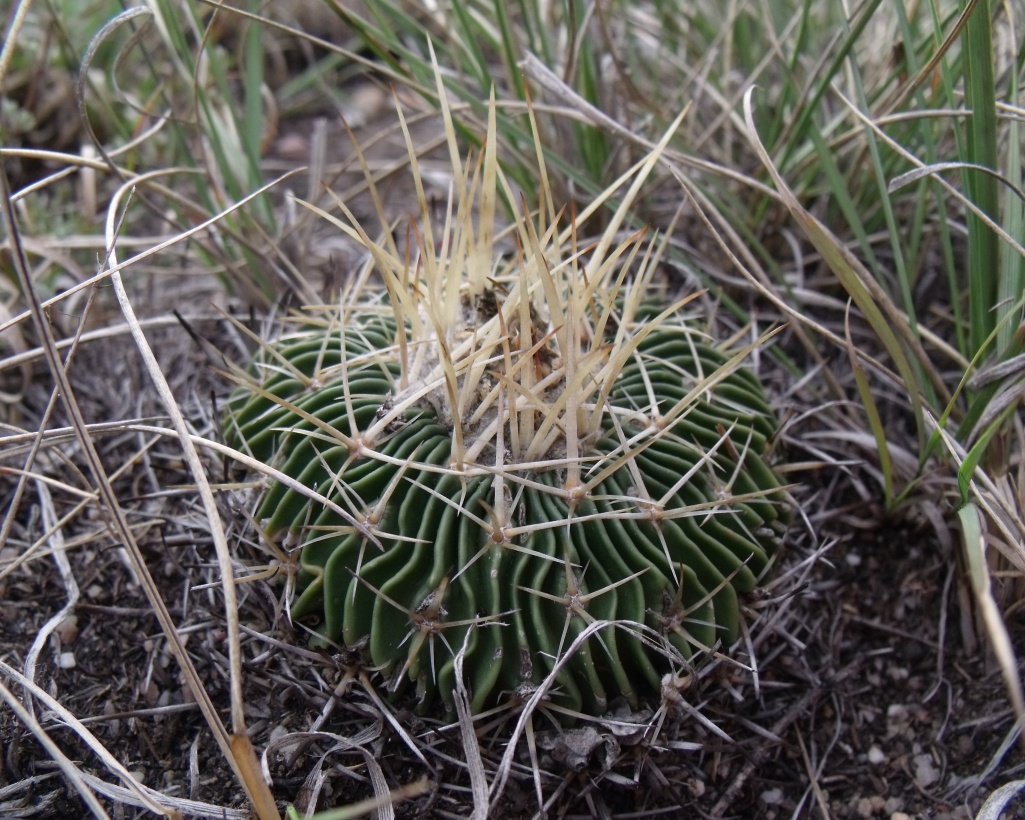 Stenocactus crispatus (pavlae), Caňada Morelos, PUE, PT 402