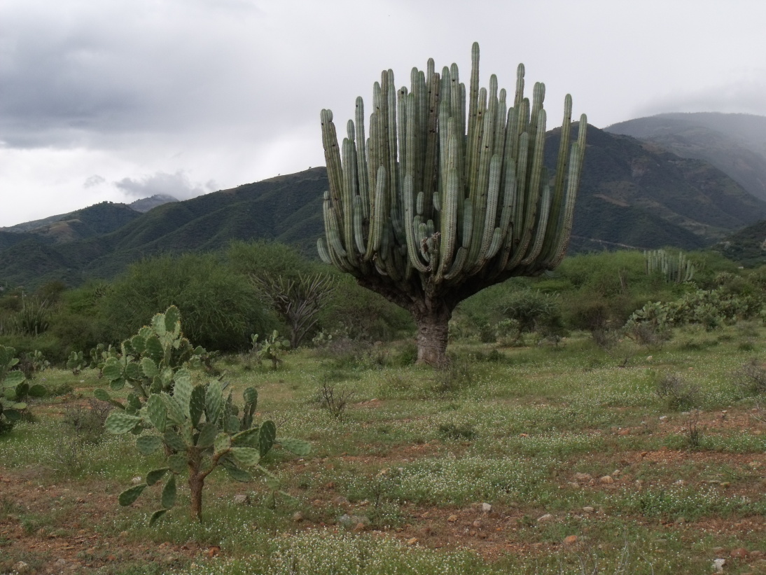 Pachycereus