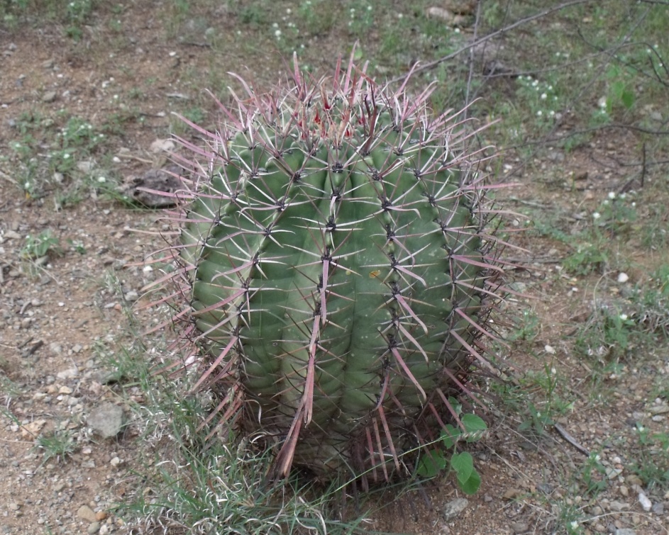 Ferocactus recurvus, Calipan,VER