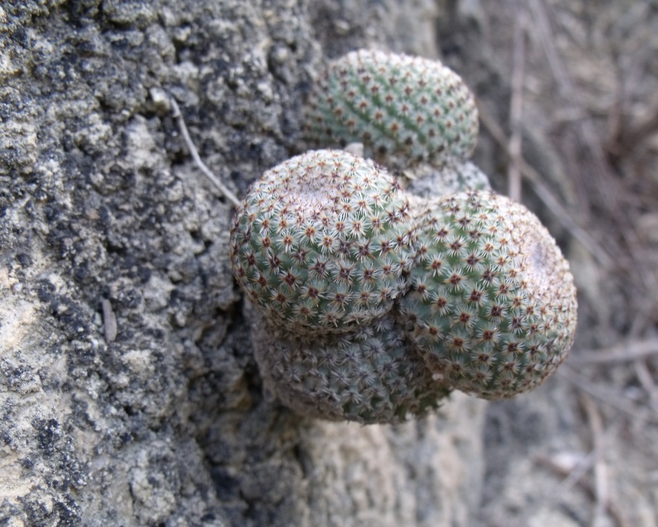 Mammillaria crucigera, Tilapa, VER