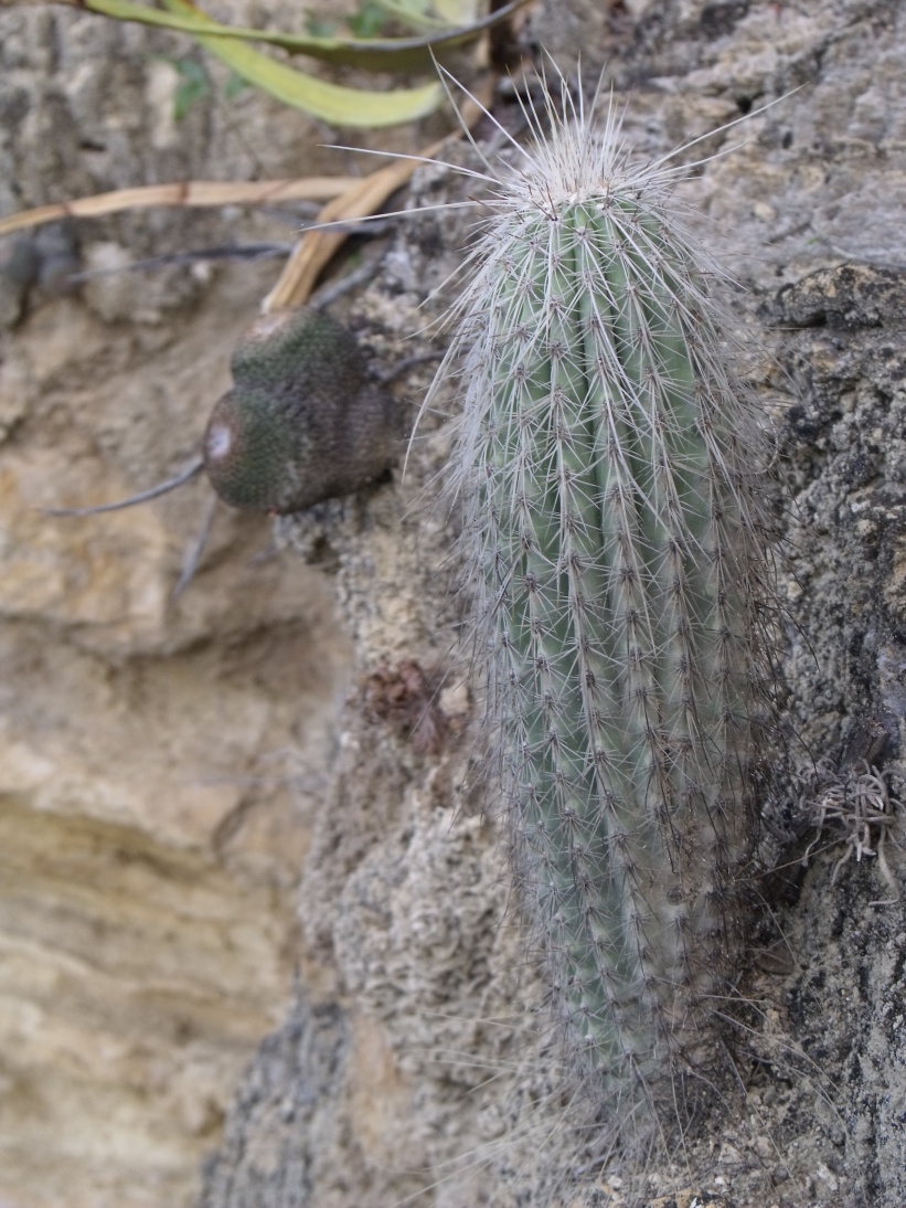 Cephalocereus hoppenstedtii, Tilapa, VER