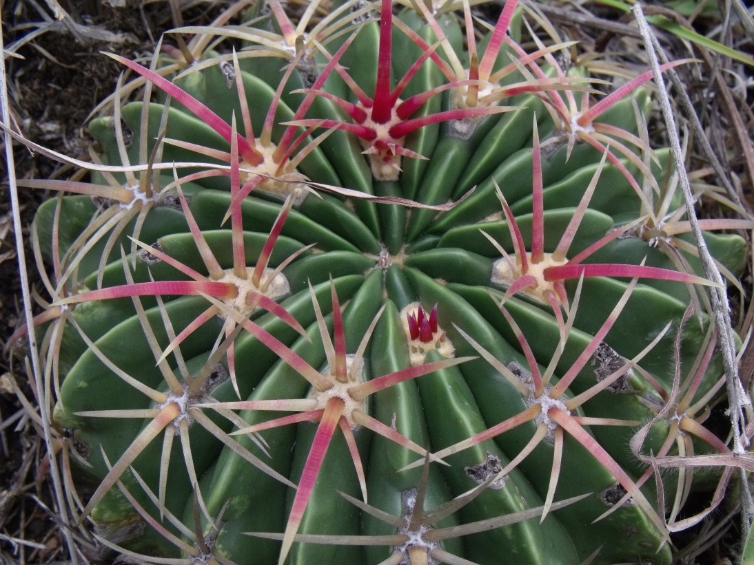 Ferocactus macrodiscus, Tomellin Canyon, OAX