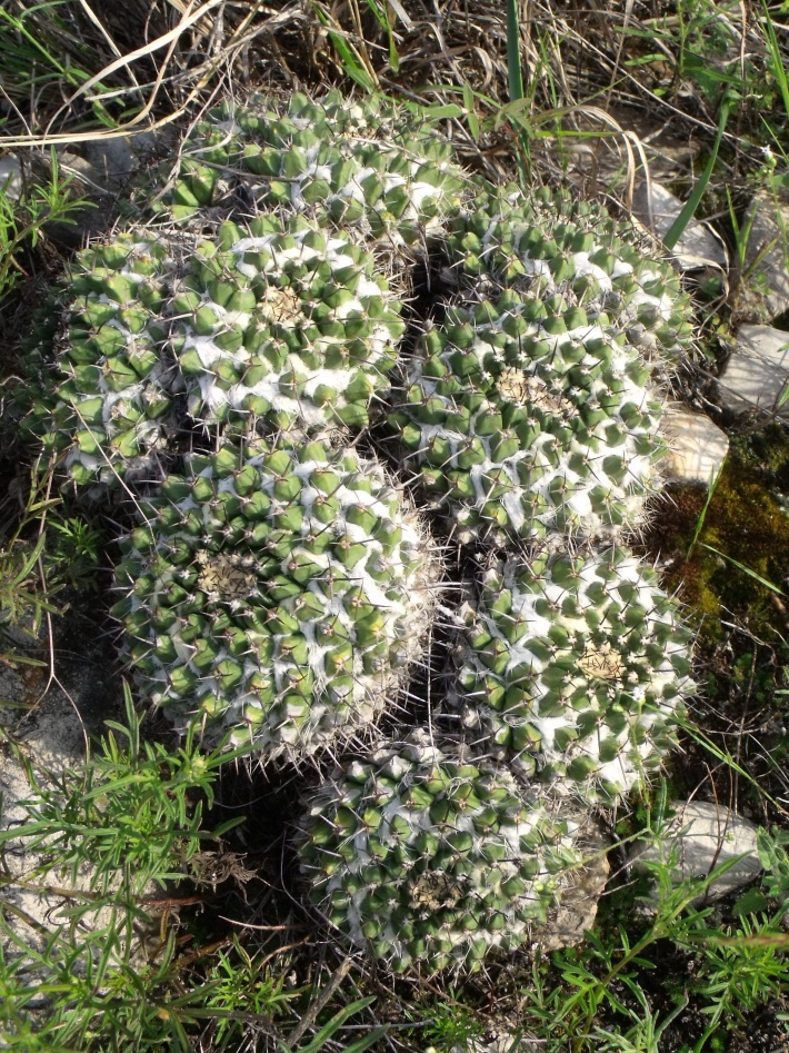 Mammillaria nejapensis, San José Lachiguirí, OAX