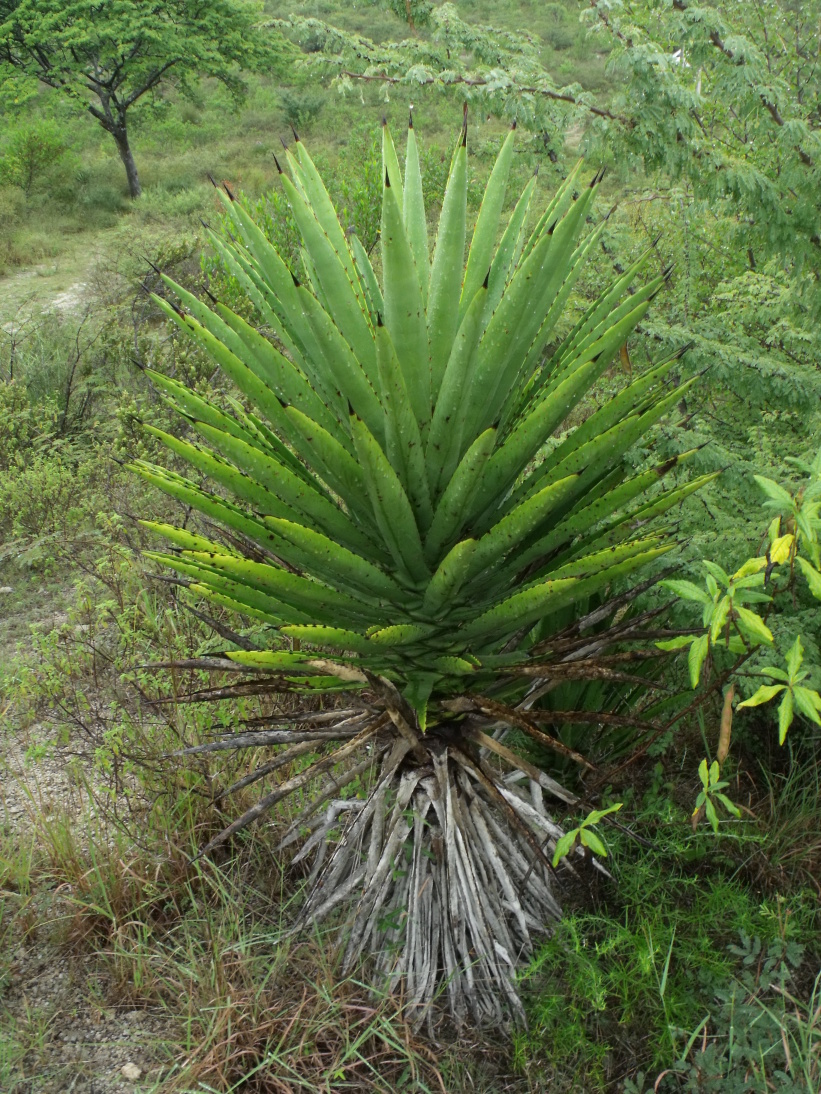 DSCF6656