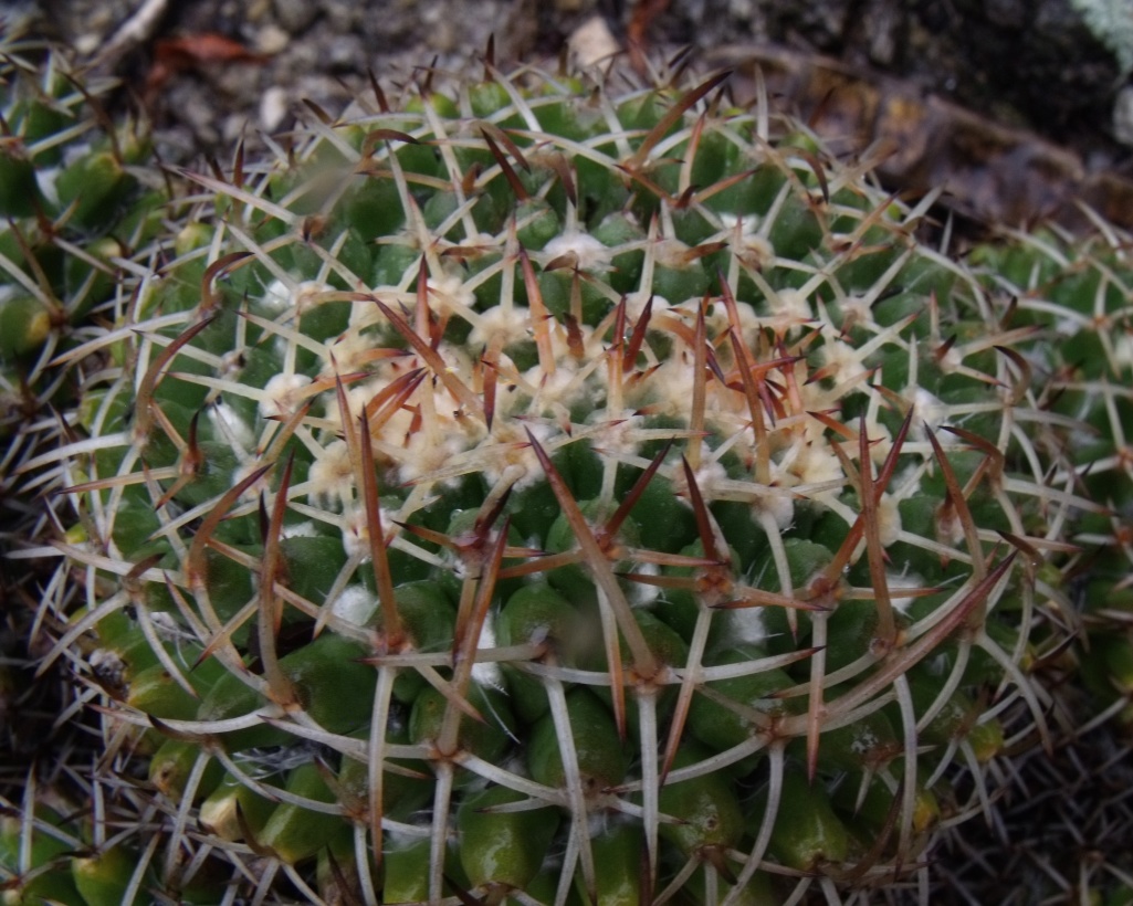 Mammillaria carnea, San José Lachiguirí, OAX