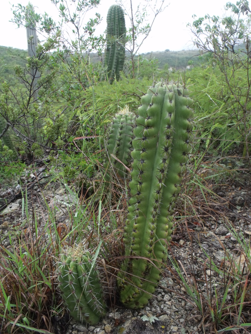 Pilosocereus spec.