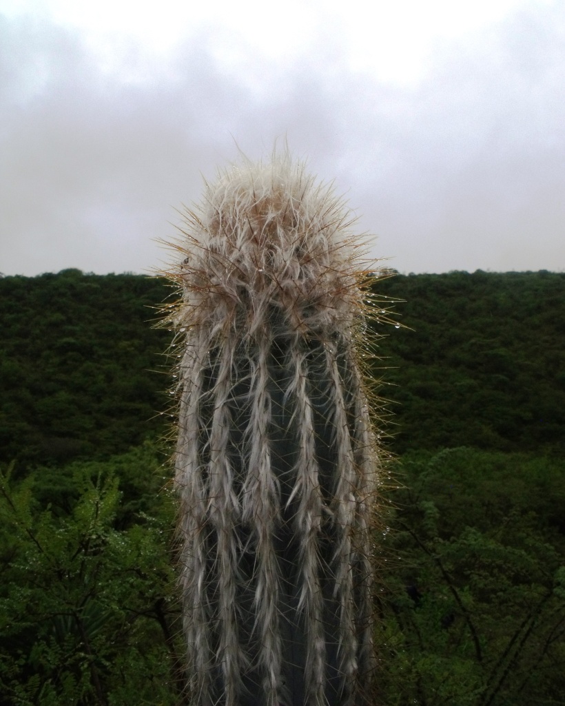 DSCF6690 Pilosocereus sp