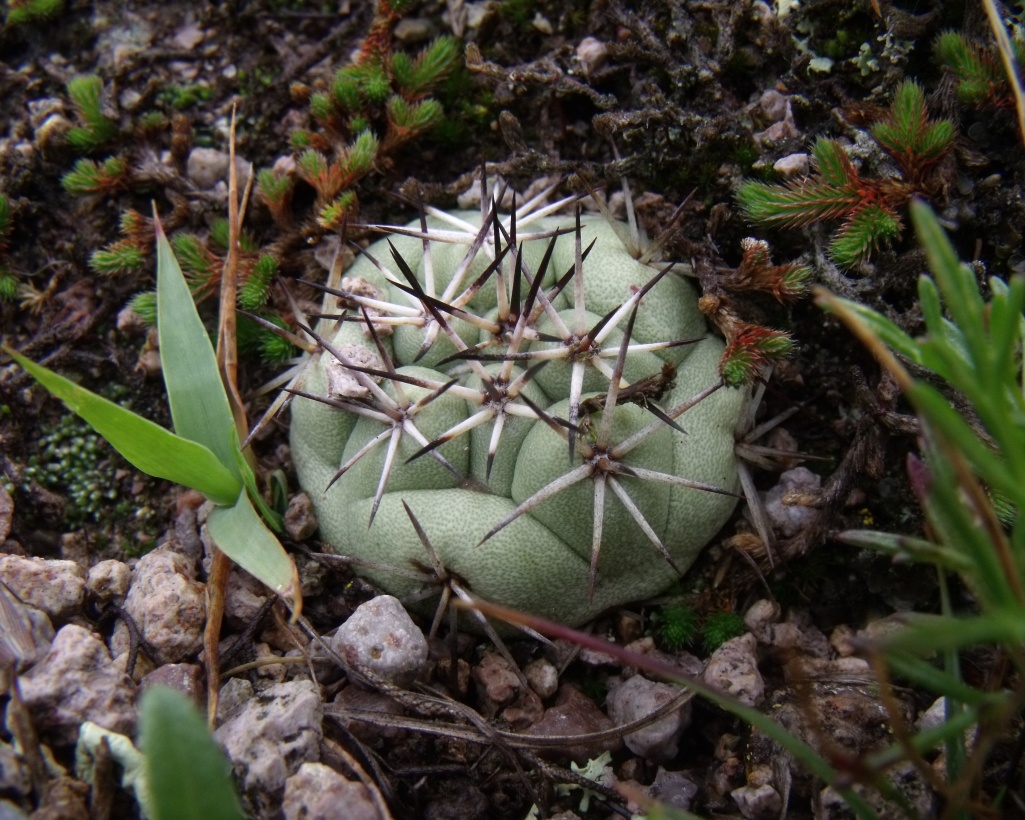 Ortegocactus macdougallii, San José Lachiguirí, OAX, PT 411