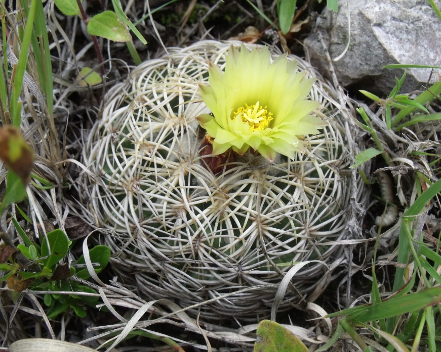 Coryphantha retusa, San José Lachiguirí, OAX