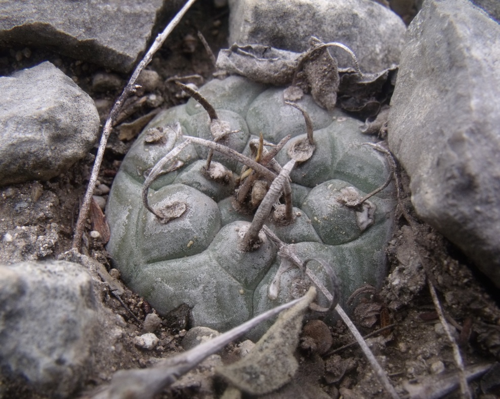 DSCF7465 T. rioverdensis, San Jose del Tapanco, SLP