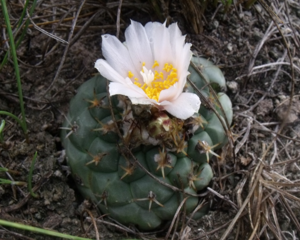 DSCF7610 T. lophophoroides, Los Peroles, SLP