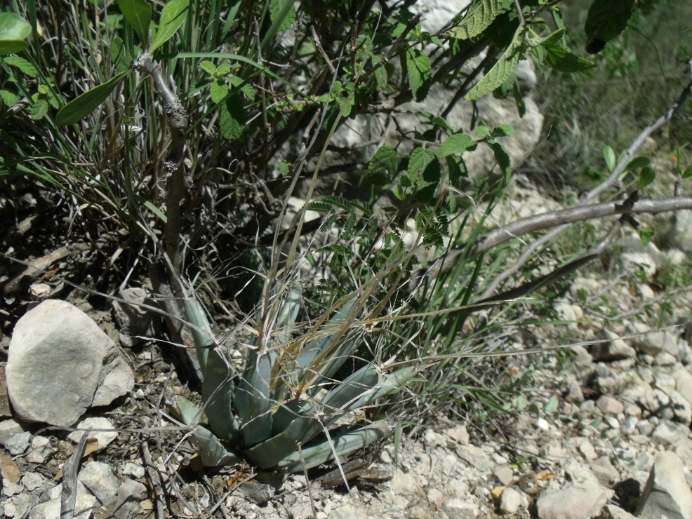 DSCF7674 Leuchtenbergia principis