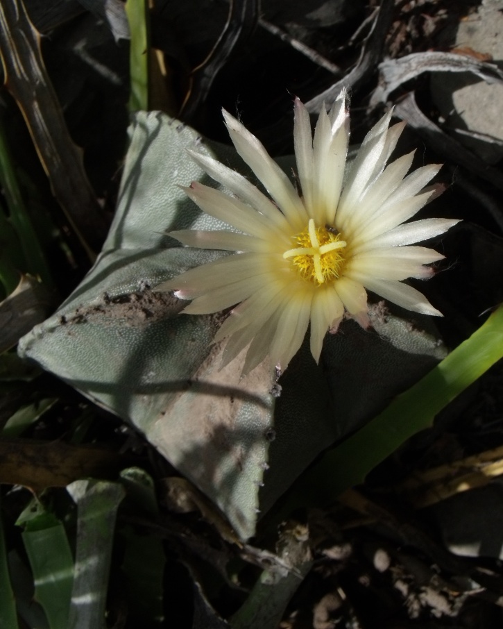 DSCF7681 A. myriostigma, Las Palomas, SLP