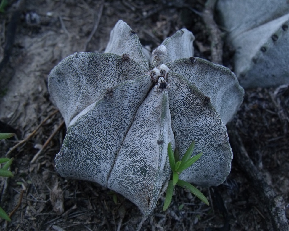 DSCF7905 Astrophytum tulense, Mamaleon, TAM