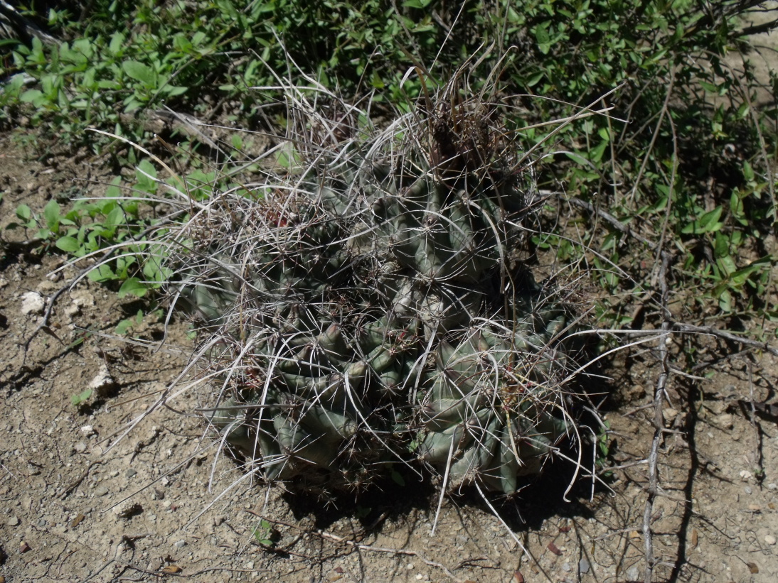 DSCF7995 H. sinuatus papayracanthus, San Antonio, TAM