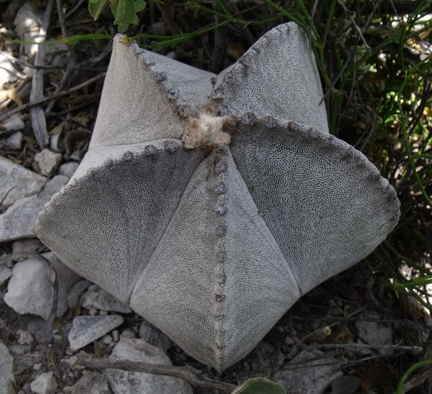 DSCF8220 Astrophytum columnare, La Perdida, TAM