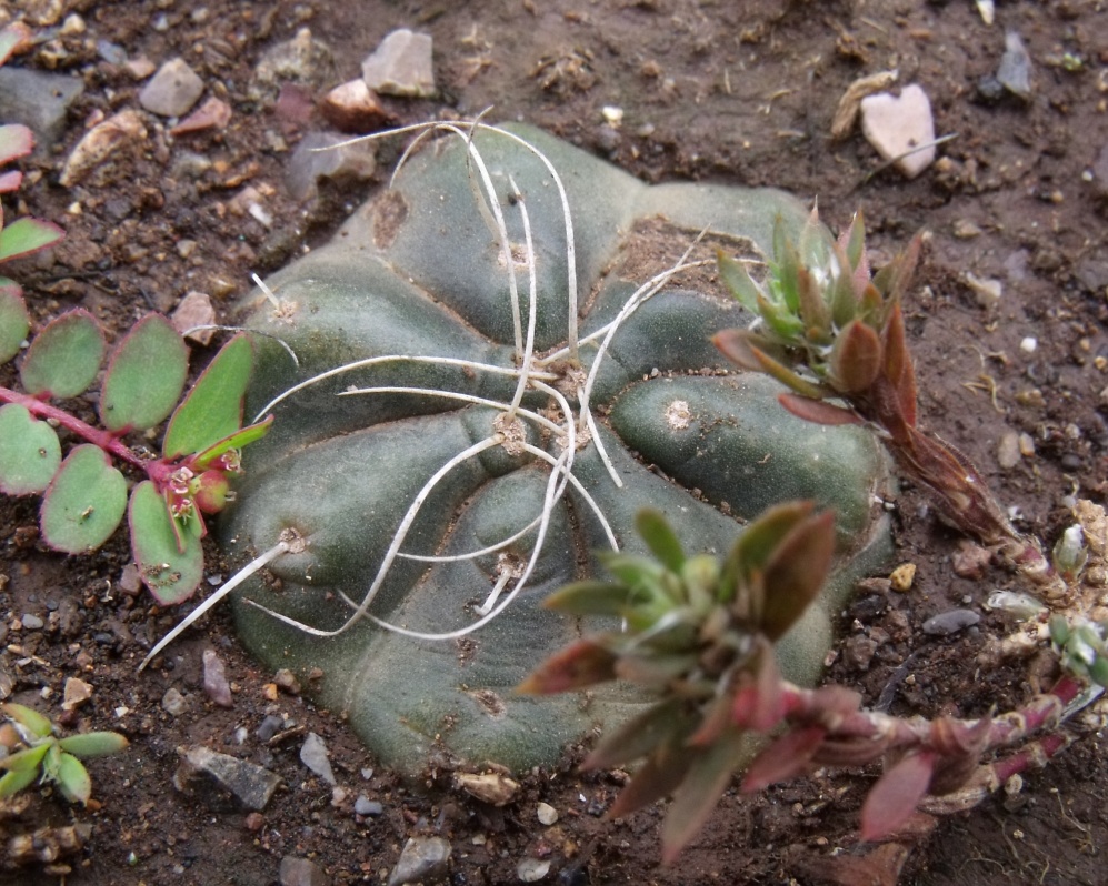 DSCF8547 E. knippelianus kruegerii