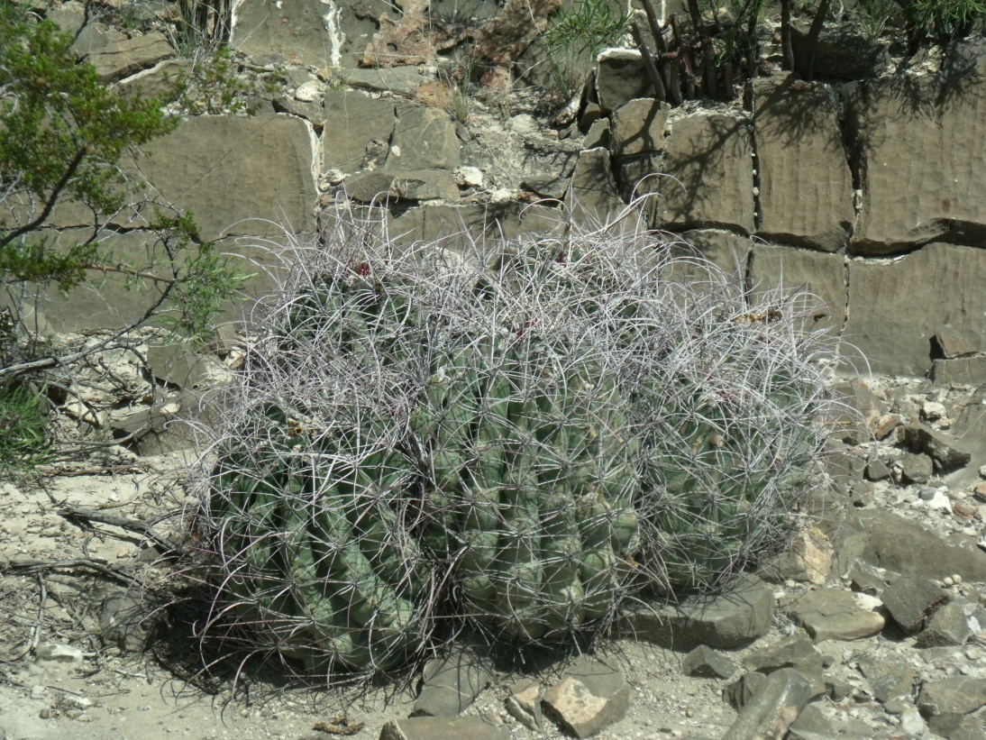 DSCF10002