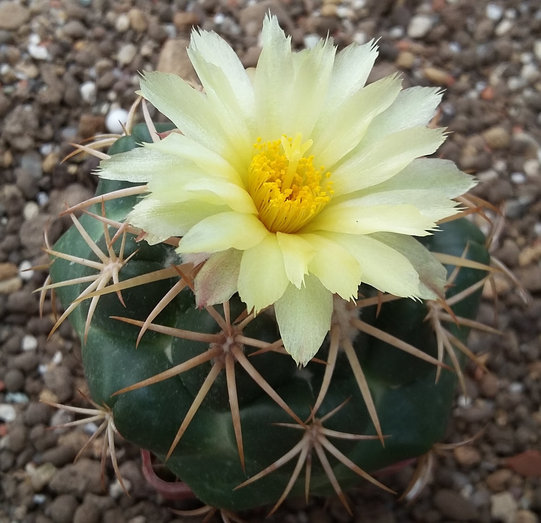 HR 199 Coryphantha elephantidens, Trancas, OAX