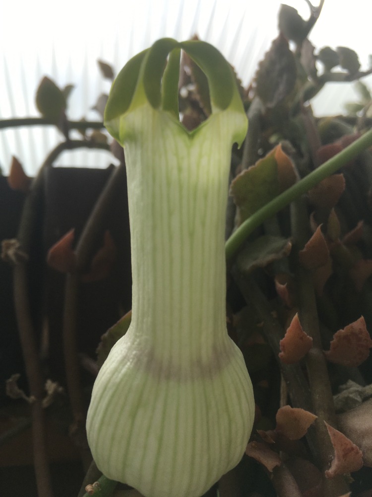 Ceropegia ampliata květ