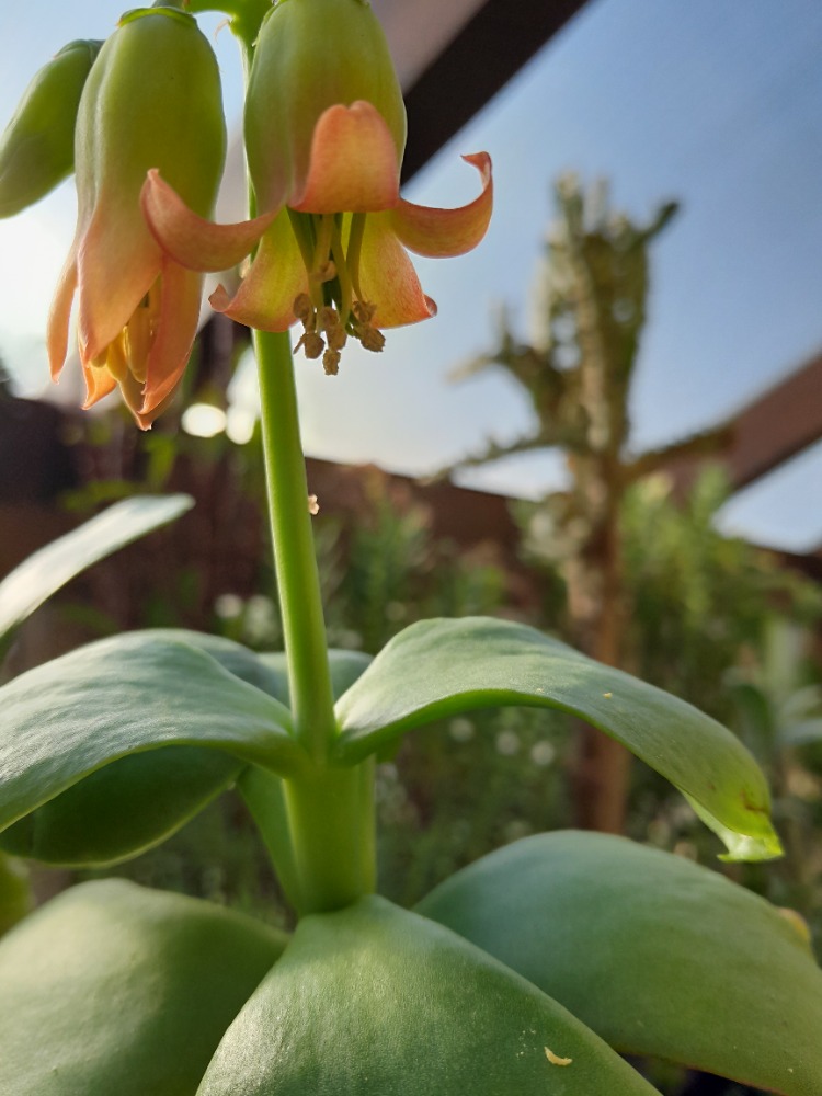 cotyledon orbiculata květ