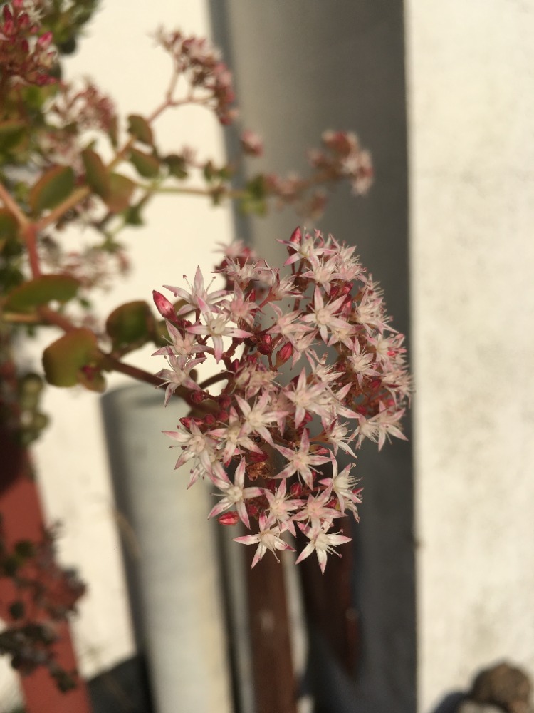 Crassula spathulata květ
