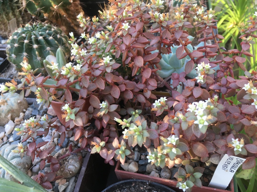 Crassula volkensii 1